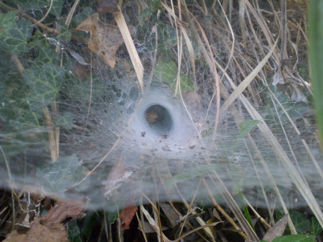 ragnatele senza e con ragno (Agelenidae?)